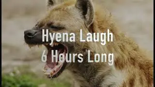 6 Hours Of Hyenas Laughing! | Annoying Sounds