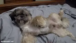 Спи,спи Риччи! Балдежник!