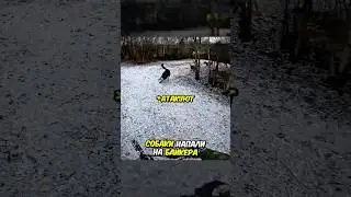 Собаки атакуют Байкера😱