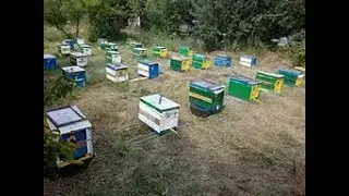 Звідки ваша Українська степова? Відповіді на запитання.