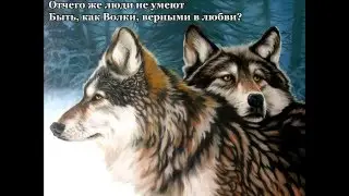 Michel Bayan -  Love of Wolf