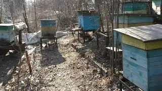 Spring. My first actions at the apiary