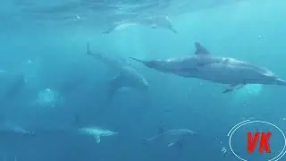 Дельфины тонут голыми