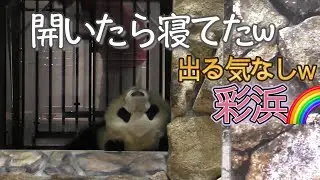 【出勤拒否パンダw】彩浜🌈扉が開いたら寝てたw🐼💤【お手上げw】Giant Panda -Saihin-