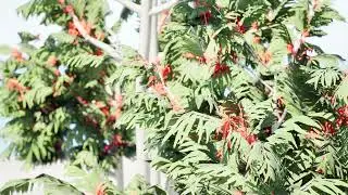 Australian alloxylon flammeum trees 3d animation with unreal engine