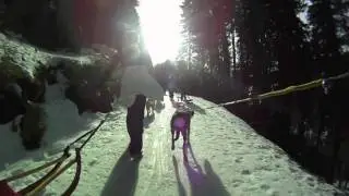 Dog Sledding Adventures In Austria And Germany