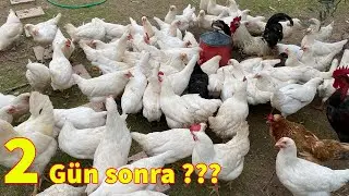 2 Gün Sonra Kümes Kontrolü #gezentavuk #bıldırcın #lohmansandy #terrier #köpek #dog #funny #garden