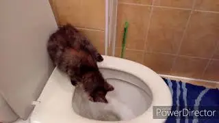 Совсем недавно он жил на улице,теперь самый счастливый котёнок в мире.
