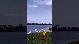 Лебеди на пляжі. Славута 2024, весна.