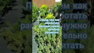 перед тем как обработать растения. #дача #сад #растения