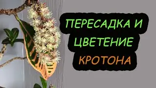 Пересадка очень крупного КРОТОНА / КОДИЕУМА