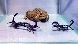 Схватка лягушки Быка и скорпиона
