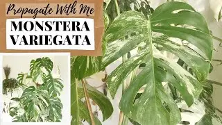 PROPAGATE WITH ME: Monstera Variegata