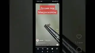 Доширак под микроскопом 