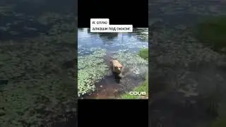 #shorts #мем #мемы #memes