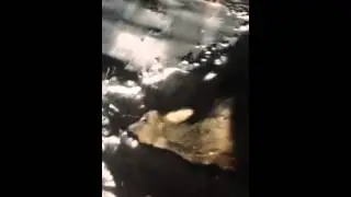 Убили косулю