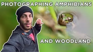 Photographing Amphibians and Woodland