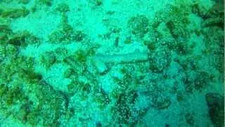 Deep Sea Dick at 55 Feet