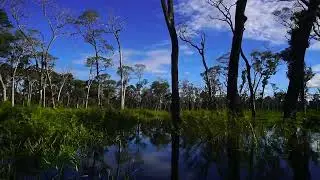Pantanal na cheia - Cambarazal