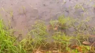 African Catfish or Ikan Keli Afrika at Keningau