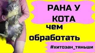 Лечим рану у кота с #tiens