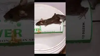 Bucket mouse/rat trap #shorts  #mousetrap #rattrap