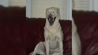 Веселые СОБАЧКИ