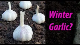 Growing Garlic Indoors, In The Winter, Planting Late, And Warm Climates