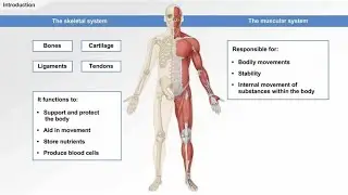 MUSCULOSKELETAL SYSTEM ANATOMY & PHYSIOLOGY