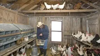 Сдали дом приличным людям! Дом превратили в курятник 🐥