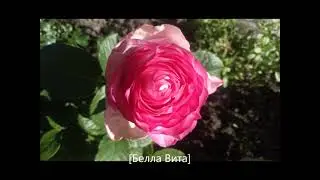 Цветение  любимых роз! (лето 2020г.)С названиями.