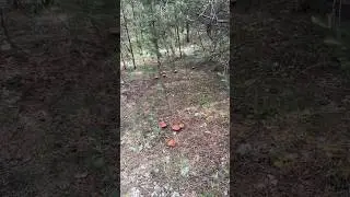 ВЕДЬМИН КРУГ 🧙‍♀️ из подосиновиков! Если съешь гриб - ПОГИБНЕШЬ! 😰🥵