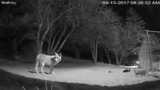 Who will be victorious in the battle of coyote vs skunk