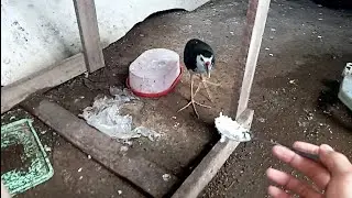 Cara Menjinakan Burung Ruak Ruak Hasil Jerat