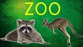 Контактный зоопарк Страна ЕНОТиЯ в ТРЦ Hollywood г Чернигов, Zoo