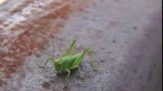 кузнечик усиками шевелит