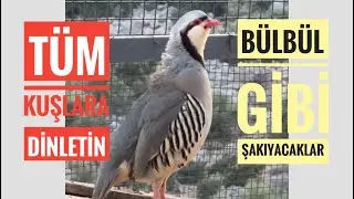 Keklik sesi 🐧 (Bu videoyu tüm kuşlara dinletin)