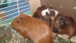 Bébés cochons d'inde (Belle)