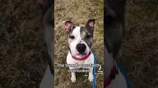 Next Time You're Looking To Adopt, Don't Forget About... (Ramapo-Bergen Animal Refuge)