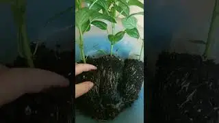 Надо ли заглублять перец до семядоль при пикировке или перевалке?
