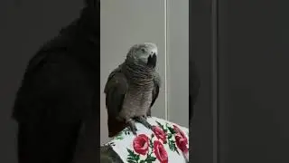 Реакция на папин урок: серый козел...