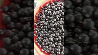 Труд из обезьяны сделал Человека