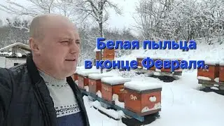 Пошла Пыльца. Только Белая.22.02.2024.Харьков.