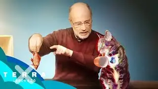 Schrödingers Katze – Tot oder lebendig? | Harald Lesch