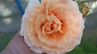 Прекрасные розы из питомника Полины Козловой.