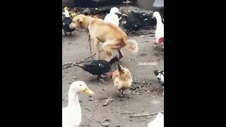 Rezilsiniz Kazlar, İğrençsiniz. :) İtemfix ten alıntı.