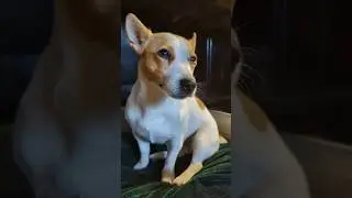 Холодильник и собака 