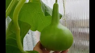 Развитие плодов лагенарии🍐 05.07.2021