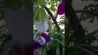 Осень фуксии не помеха. 