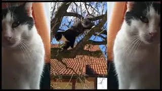 SRB 2020 [QUALIFIKATION]  FICKRAPBOI (prod. by Necro)